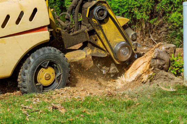 Best Affordable Tree Service  in Xenia, OH